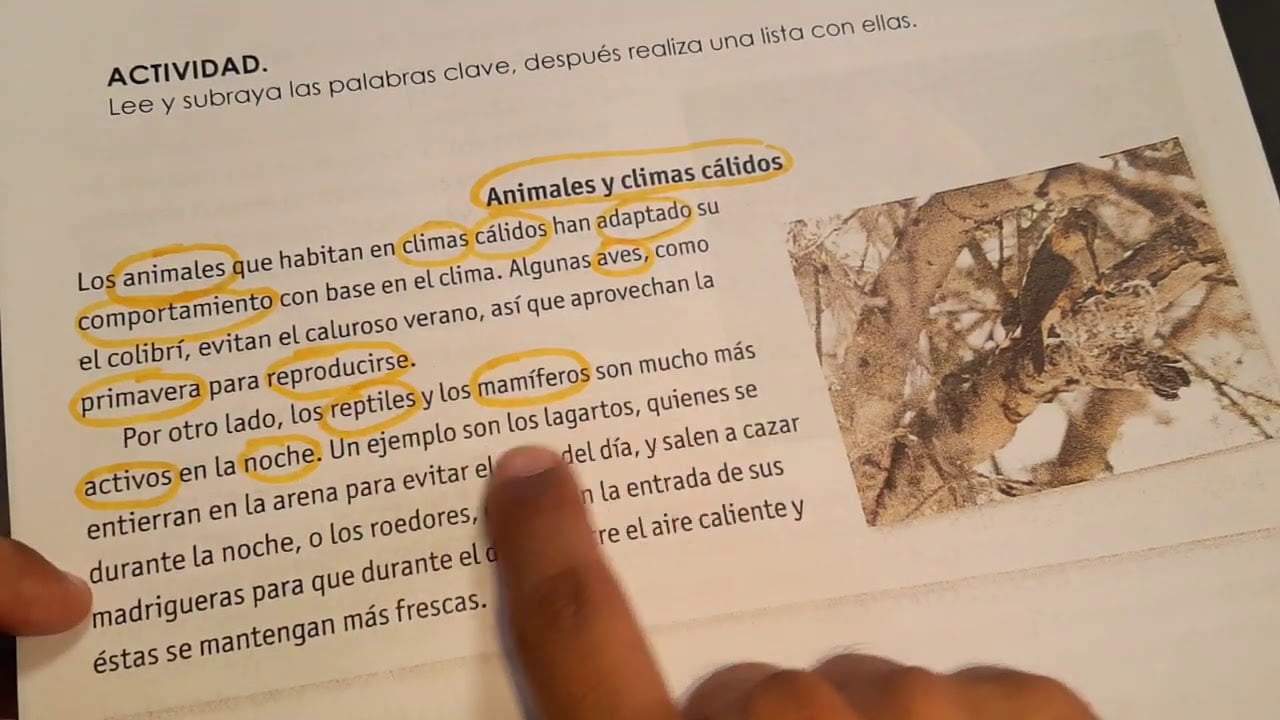 ¿Cuáles son las claves textuales de un texto?