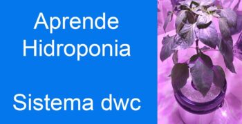 ¿Cómo hacer un sistema DWC casero?