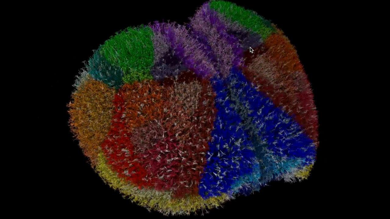 cerebro virtual en supercomputadora